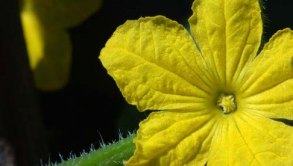 ΦΥΣΙΟΛΟΓΙΚΗ ΠΤΩΣΗ ΑΝΘΕΩΝ