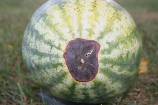 ΕΛΛΕΙΨΗ ΑΣΒΕΣΤΙΟΥ ΣΕ ΚΑΡΠΟΥΖΙ