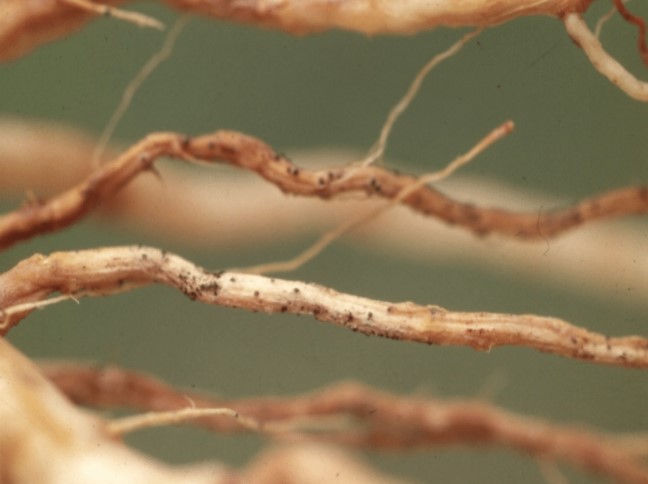 ΙΟΣ ΤΟΥ ΚΙΤΡΙΝΟΥ ΜΑΡΑΣΜΟΥ