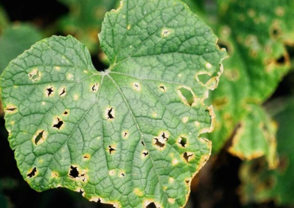 ΑΝΘΡΑΚΩΣΗ ΣΤΟ ΑΓΓΟΥΡΙ