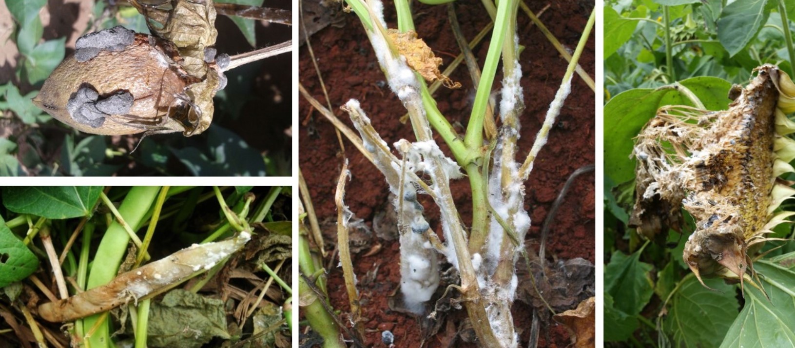 ΣΗΨΗ ΑΠΟ SCLEROTINIA