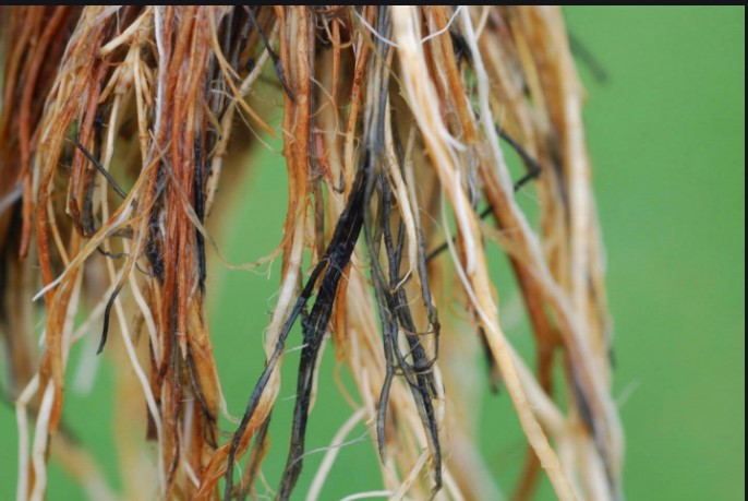 ΡΙΖΟΚΤΟΝΙΑ