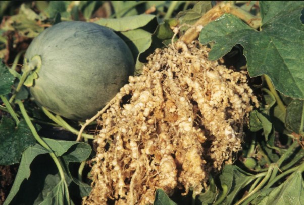 ΚΟΜΒΟΝΗΜΑΤΩΔΕΙΣ ΣΕ ΠΕΠΟΝΙ