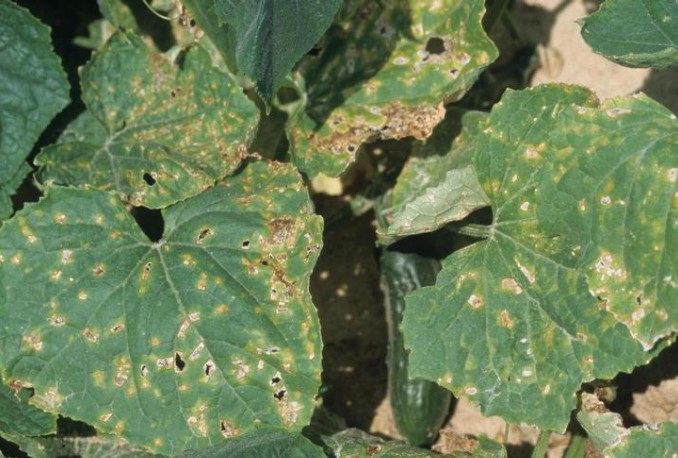 ΓΩΝΙΩΔΗΣ ΚΗΛΙΔΩΣΗ ΤΩΝ ΚΟΛΟΚΥΝΘΟΕΙΔΩΝ