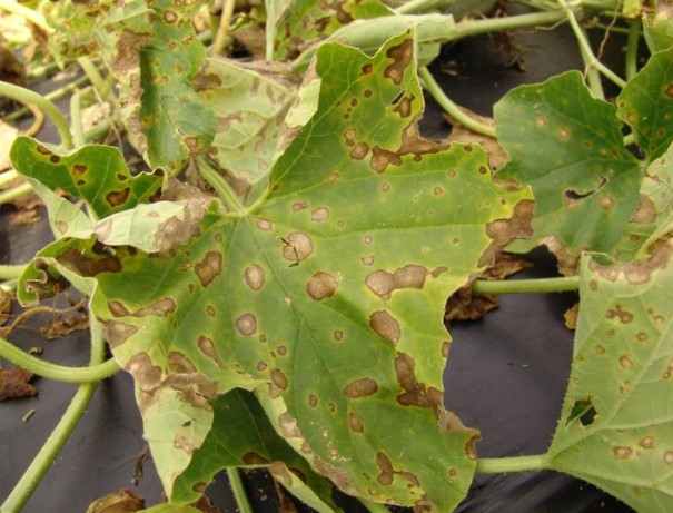 ΑΛΤΕΡΝΑΡΙΑ