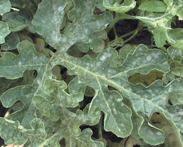 ΩΙΔΙΟ ΣΕ ΚΑΡΠΟΥΖΙ-ΠΕΠΟΝΙ