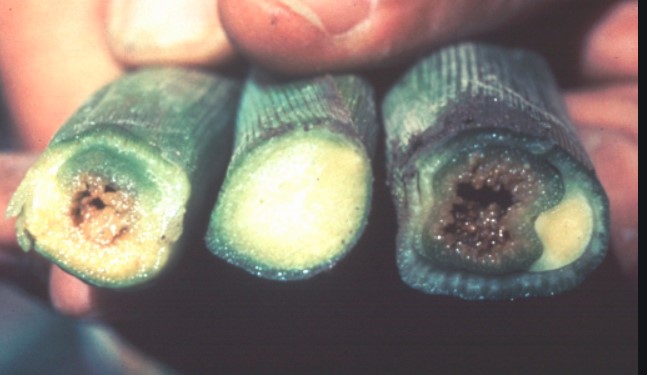 ΒΑΚΤΗΡΙΩΣΗ