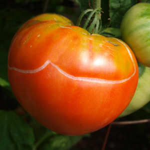 ΣΧΙΣΙΜΟ ΚΑΡΠΩΝ