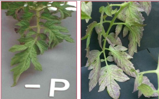 ΤΡΟΦΟΠΕΝΙΑ ΦΩΣΦΟΡΟΥ ΝΕΑΡΩΝ ΦΥΤΩΝ