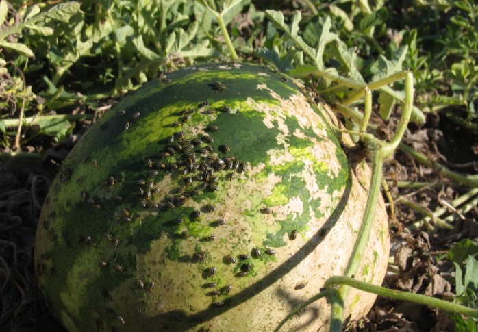 ΙΟΣ ΤΟΥ ΜΩΣΑΪΚΟΥ ΤΗΣ ΑΓΓΟΥΡΙΑΣ ΣΕ ΠΕΠΟΝΙ-ΚΑΡΠΟΥΖΙ