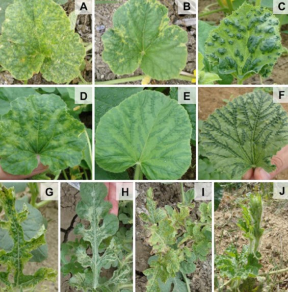 Ο ΙΟΣ ΤΟΥ ΜΩΣΑΪΚΟΥ ΤΗΣ ΚΟΛΟΚΥΘΙΑΣ