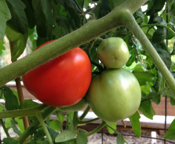 ΑΝΟΜΟΙΟΜΟΡΦΗ ΩΡΙΜΑΝΣΗ ΚΑΡΠΩΝ