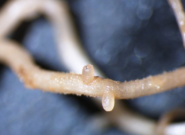 ΝΗΜΑΤΩΔΕΙΣ ΠΟΥ ΠΡΟΚΑΛΟΥΝ ΚΥΣΤΕΣ ΣΤΑ ΣΙΤΗΡΑ