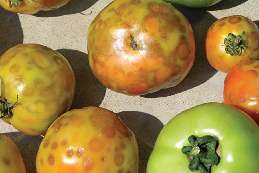 Σημαντική ανακάλυψη για τον ιό της καστανής ρυτίδωσης της ντομάτας