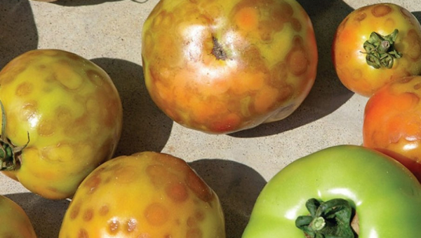 Σημαντική ανακάλυψη για τον ιό της καστανής ρυτίδωσης της ντομάτας