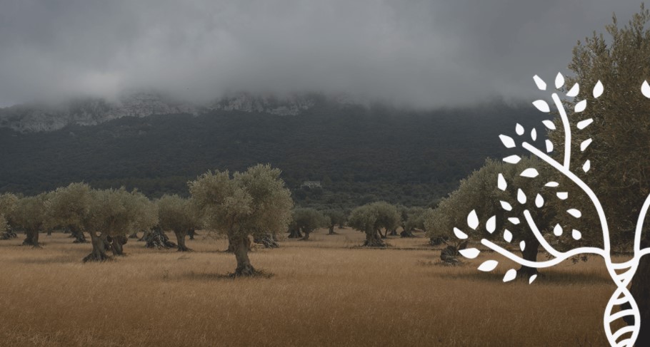 To Ευρωπαϊκό Πρόγραμμα GEN4OLIVE μελετά τo αναξιοποίητο γενετικό υλικό της ελιάς