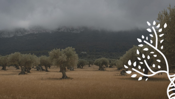 To Ευρωπαϊκό Πρόγραμμα GEN4OLIVE μελετά τo αναξιοποίητο γενετικό υλικό της ελιάς