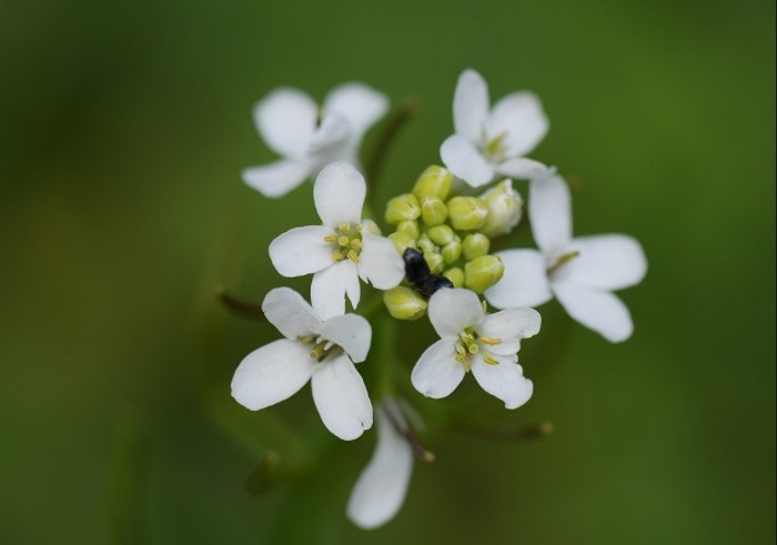 Επιστήμονες του Cambridge, ανακάλυψαν πως τα φυτά έχουν το δικό τους ρολόι.  Πως μπορούν να το εκμεταλλευτούν οι αγρότες & Γεωπόνοι