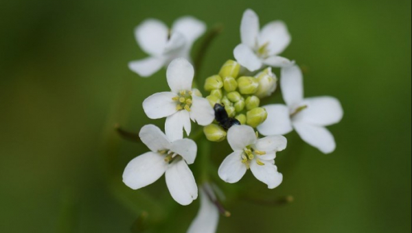 Επιστήμονες του Cambridge, ανακάλυψαν πως τα φυτά έχουν το δικό τους ρολόι.  Πως μπορούν να το εκμεταλλευτούν οι αγρότες & Γεωπόνοι