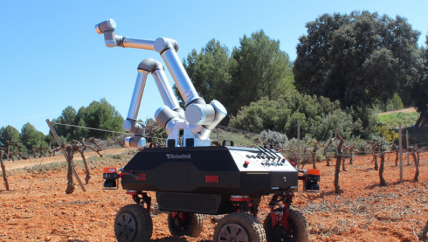 Ρομπότ στον αμπελώνα, τρυγάει καλύτερα από τον άνθρωπο. Αποτέλεσμα ερευνητικού έργου της ΕΕ 