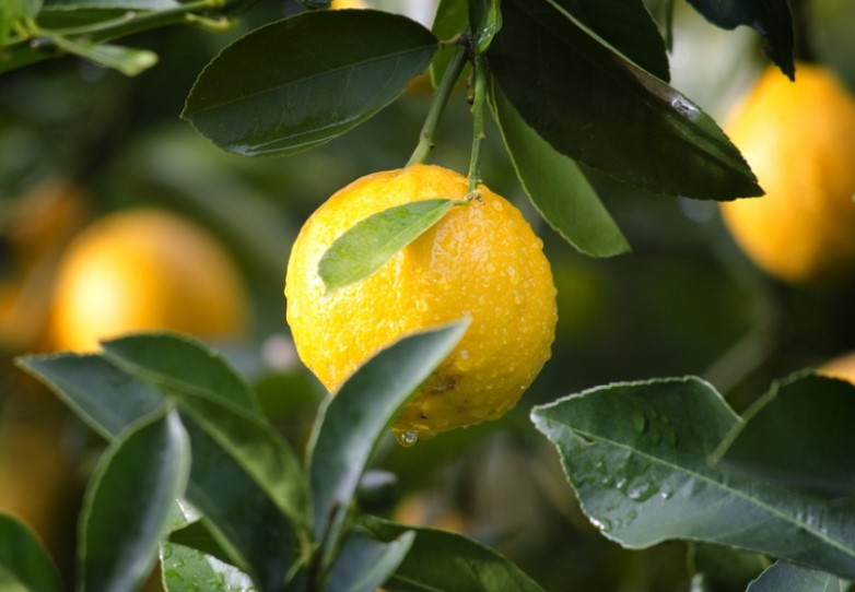 Εμβολιασμός δένδρων εσπεριδοειδών. Νέα μεθοδολογία για αντιμετώπιση ιών 