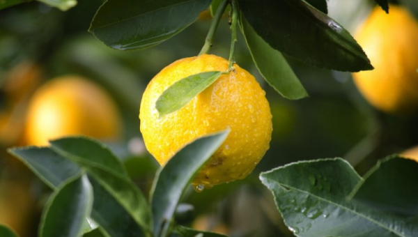Εμβολιασμός δένδρων εσπεριδοειδών. Νέα μεθοδολογία για αντιμετώπιση ιών 