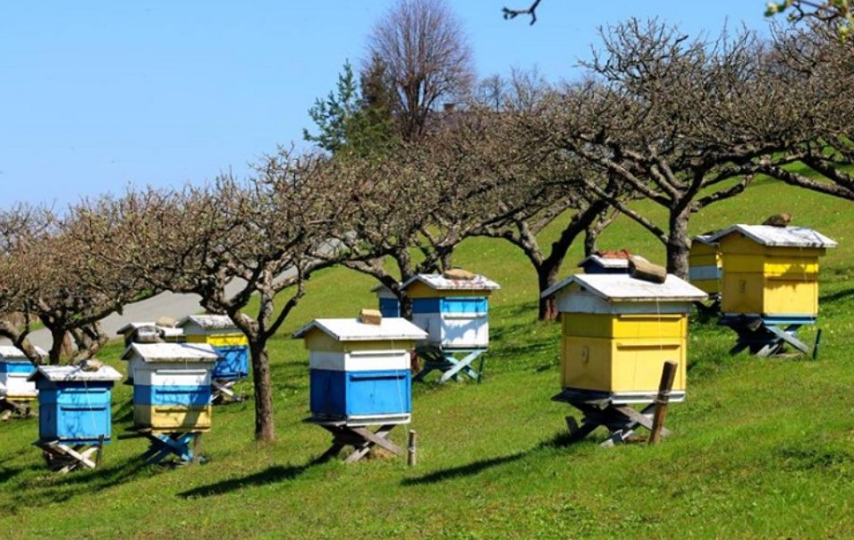 Προϋποθέσεις στήριξης της Μελισσοκομίας – ΦΕΚ 
