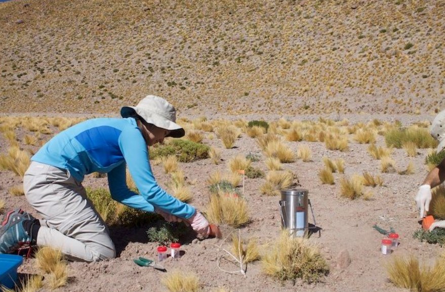Proceedings of the National Academy of Sciences: Η Έρημος Ατακάμα οδηγεί σε νέα δεδομένα για τις καλλιέργειες. 