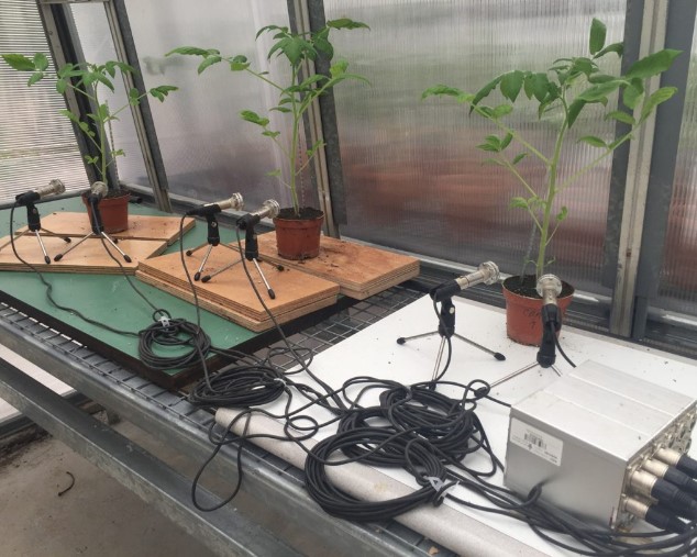 Τα φυτά αντιδρούν στο στρες με υπερηχητικούς στεναγμούς