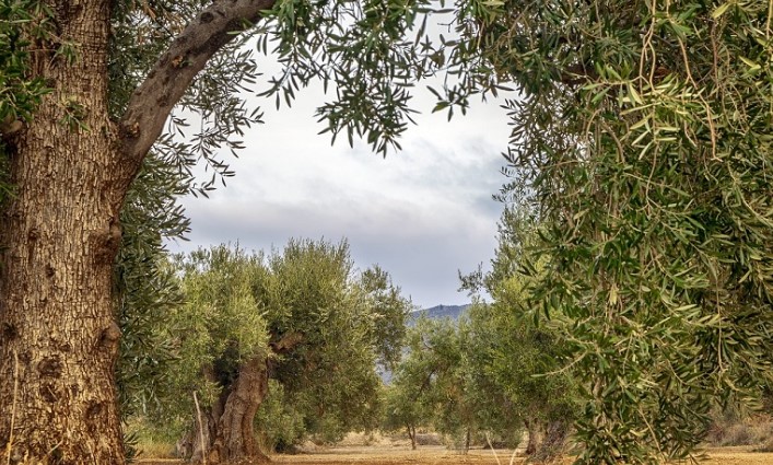 ΚΑΠ: Πώς θα επιδοτηθούν μνημειακοί ελαιώνες 800-1.000 χρόνων