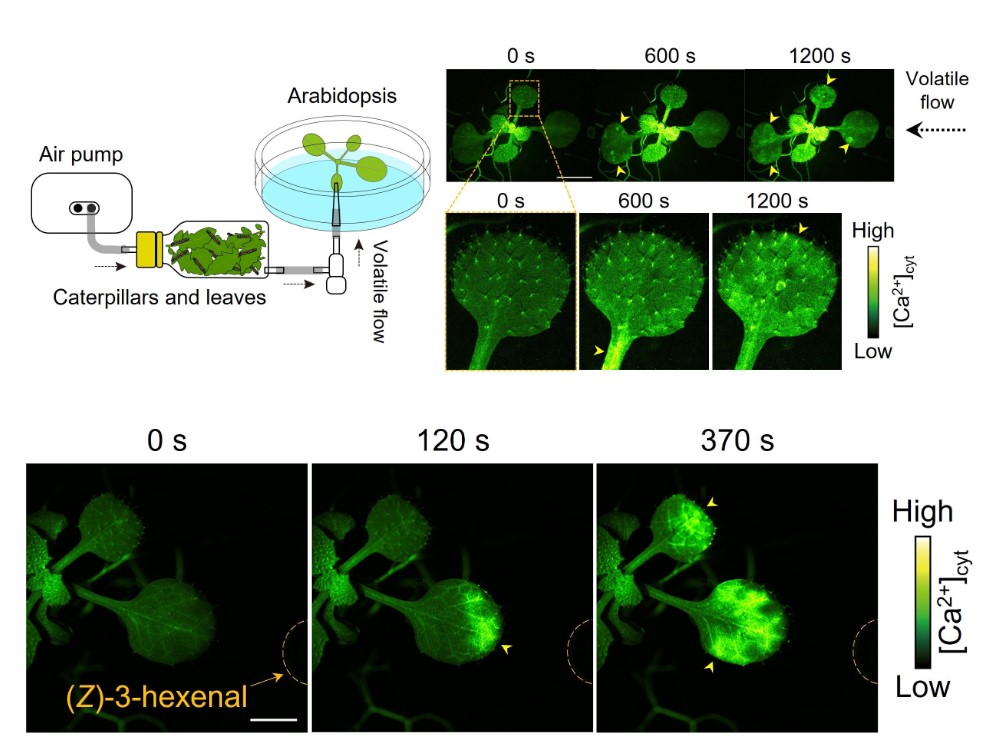 Φυτό καταγράφηκε να “μιλάει“ σε γείτονά του σε πραγματικό χρόνο (ΒΙΝΤΕΟ)
