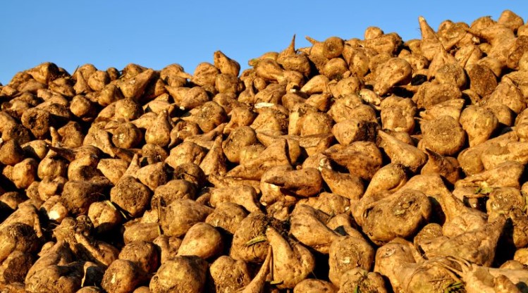 Γαλλία: Δοκιμές με άρωμα απώθησης παρασίτων για να σωθούν οι μέλισσες!