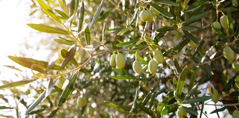 Ελιά: Πως το θερμικό στρες του καύσωνα επηρεάζει την φυσιολογία του φυτού