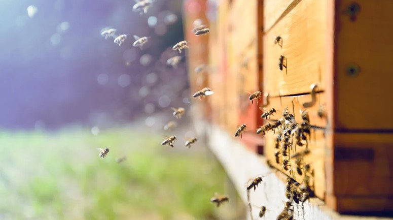 Πρόγραμμα INSIGNIA της ΕΕ: Οι κυψέλες μαρτύρησαν την παρουσία παράνομων φυτοφαρμάκων 