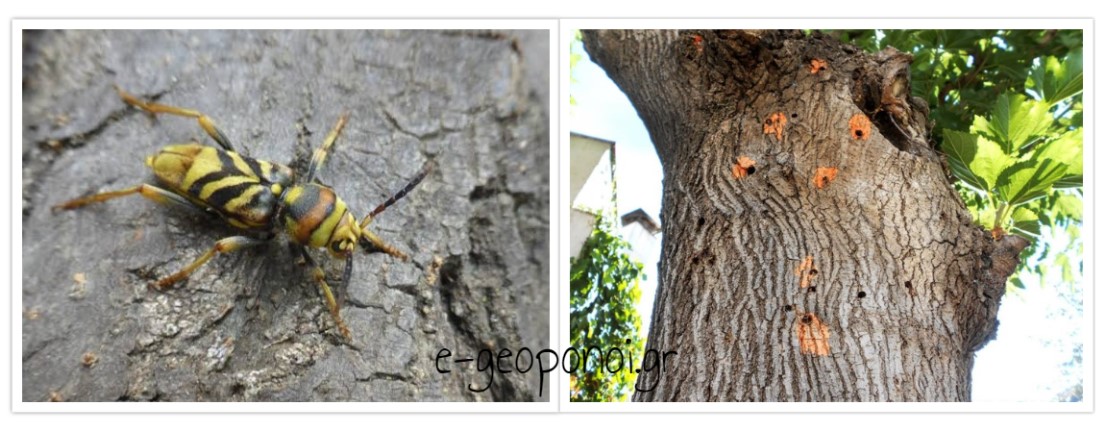 Ξυλοφάγο έντομο από Κίνα, προσβάλει τις μουριές στην Ελλάδα.