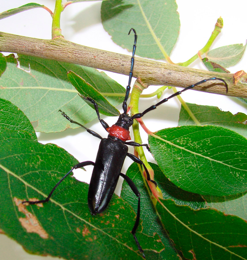 Νέο σκαθάρι έφτασε στην Ιταλία: Ξενιστές η ελιά, Πυρηνόκαρπα,Ροδιά, Λωτός 